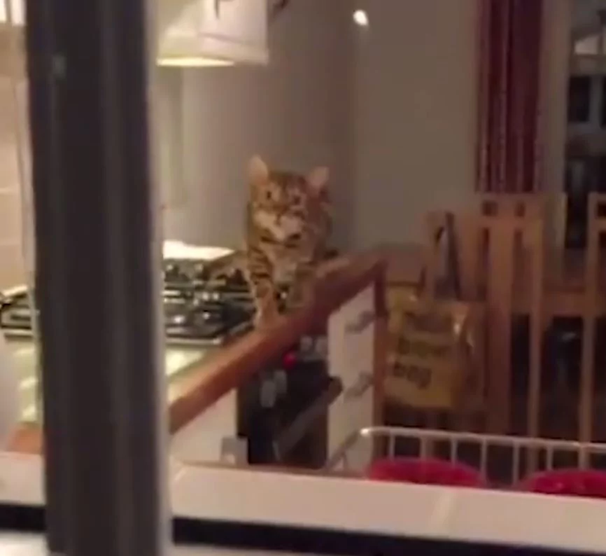 猫咪瞪大双眼”一步步逼近主人“…超呆萌表情!网友喊:你要被抓啦!