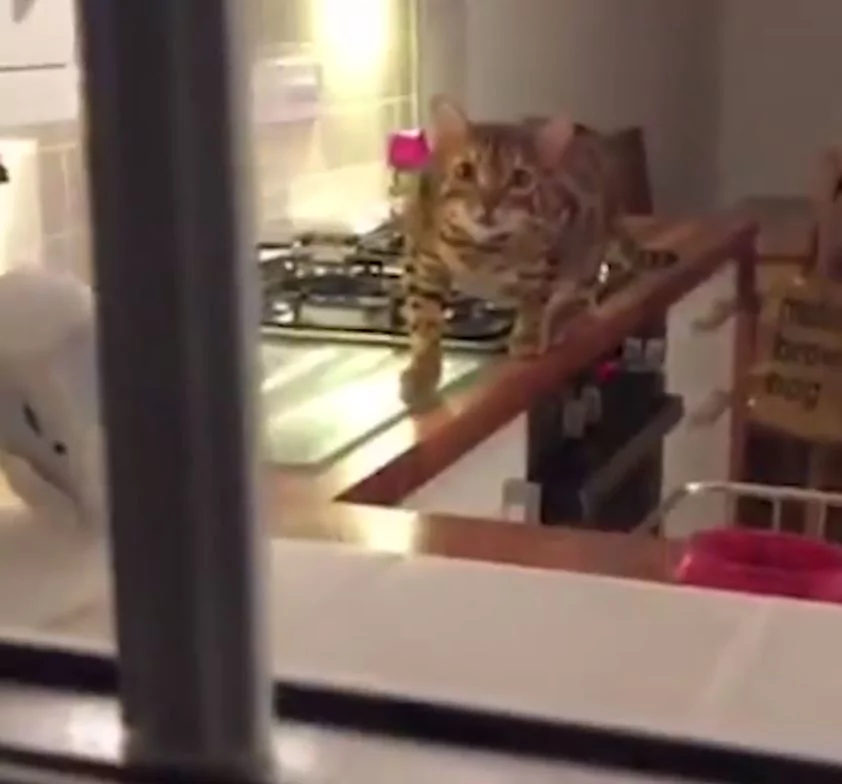 猫咪瞪大双眼”一步步逼近主人“…超呆萌表情!网友喊:你要被抓啦!