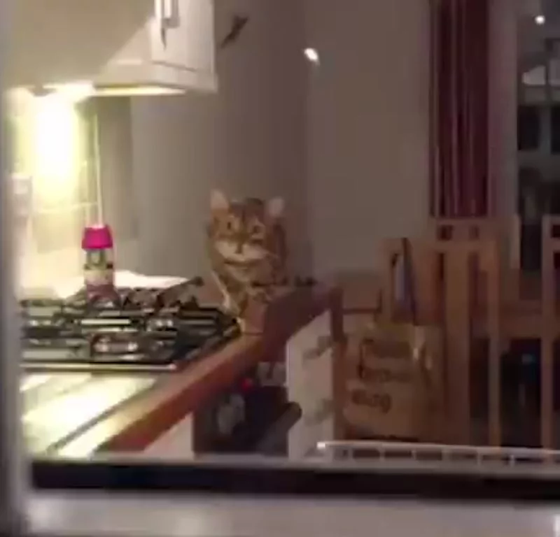 猫咪瞪大双眼”一步步逼近主人“…超呆萌表情!网友喊:你要被抓啦!