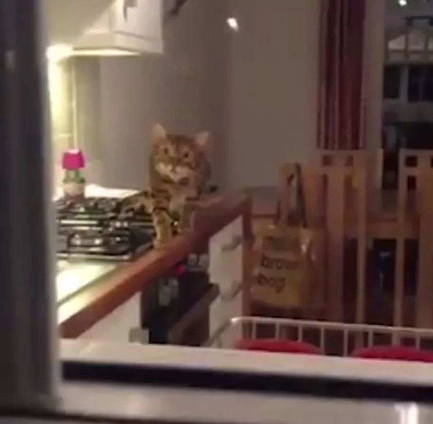 猫咪瞪大双眼”一步步逼近主人“…超呆萌表情!网友喊:你要被抓啦!