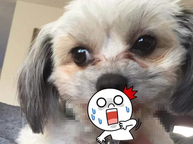 爱犬示范超标准”正确微笑“ 露牙龈风格 笑翻了!