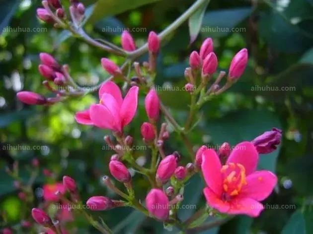 这5种花期超长 很适合新手养殖