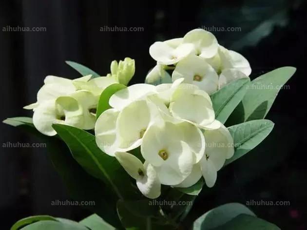 这5种花期超长 很适合新手养殖