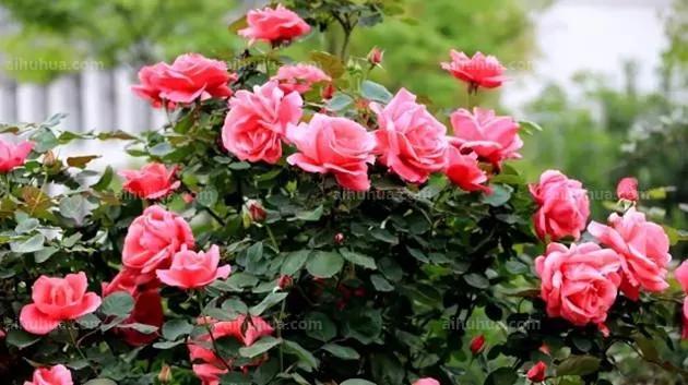 这5种花期超长 很适合新手养殖