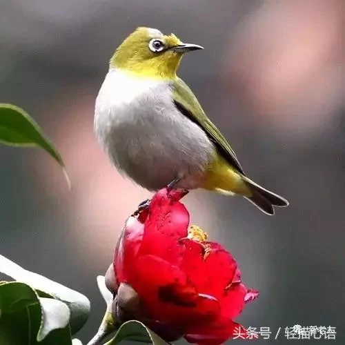 这话说的太高明了!谁看谁服!