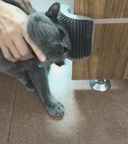 主人:这是钱啊 你给我蹭!猫:忍你好久了 让你尝尝我爪子的滋味!