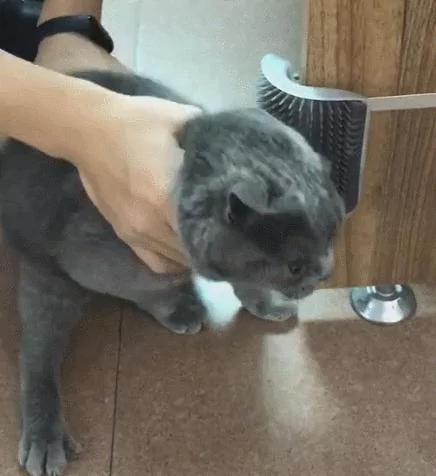 主人:这是钱啊 你给我蹭!猫:忍你好久了 让你尝尝我爪子的滋味!