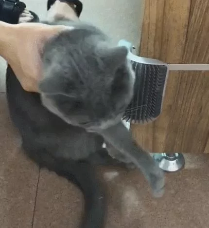 主人:这是钱啊 你给我蹭!猫:忍你好久了 让你尝尝我爪子的滋味!