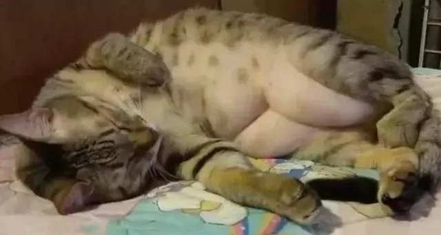 主人坚称猫咪是标准身材!剃毛后3块腹肌曝光 崩溃喊:回不去了!