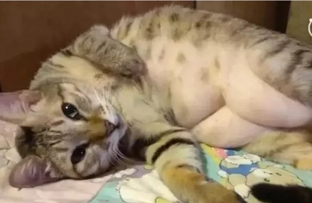 主人坚称猫咪是标准身材!剃毛后3块腹肌曝光 崩溃喊:回不去了!