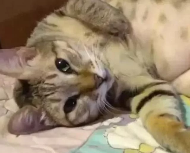 主人坚称猫咪是标准身材!剃毛后3块腹肌曝光 崩溃喊:回不去了!