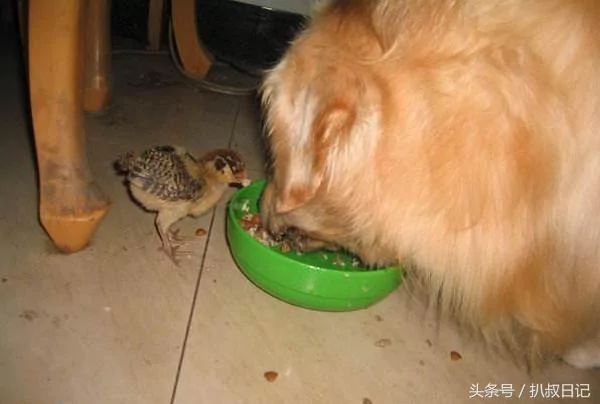 主人送金毛一窝小鸡仔 狗子开心极了 5天后却委屈的想哭!