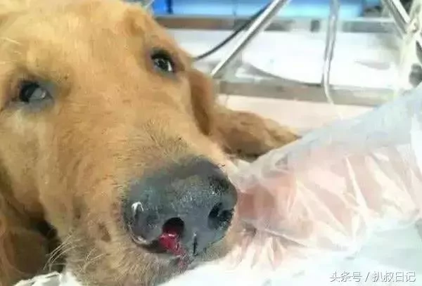 主人送金毛一窝小鸡仔 狗子开心极了 5天后却委屈的想哭!