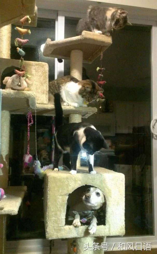 跟猫在一起生活久了 这些狗都认为自己是猫了!