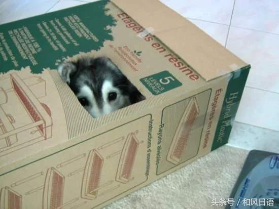 跟猫在一起生活久了 这些狗都认为自己是猫了!
