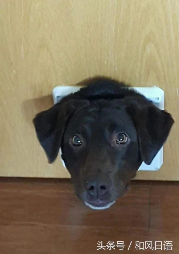 跟猫在一起生活久了 这些狗都认为自己是猫了!