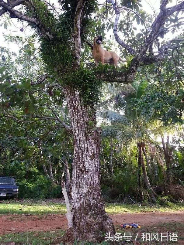 跟猫在一起生活久了 这些狗都认为自己是猫了!