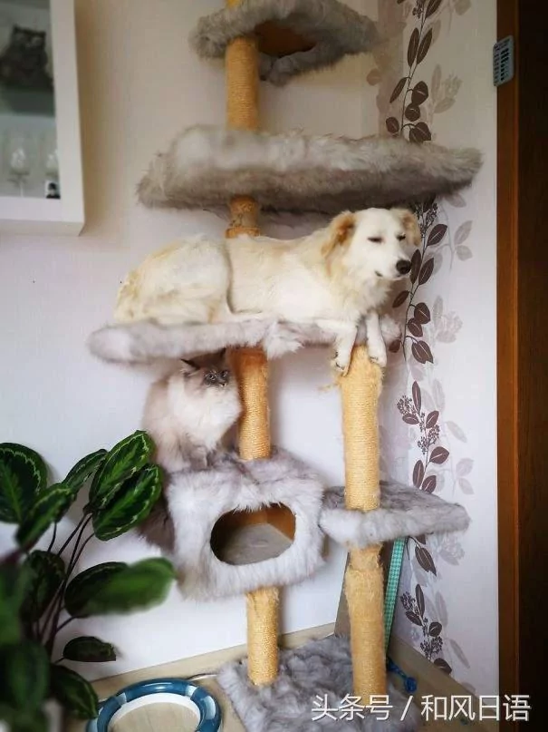 跟猫在一起生活久了 这些狗都认为自己是猫了!