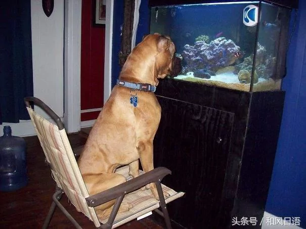 跟猫在一起生活久了 这些狗都认为自己是猫了!