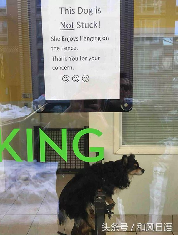 跟猫在一起生活久了 这些狗都认为自己是猫了!
