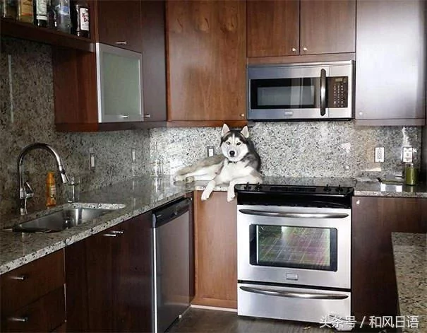 跟猫在一起生活久了 这些狗都认为自己是猫了!