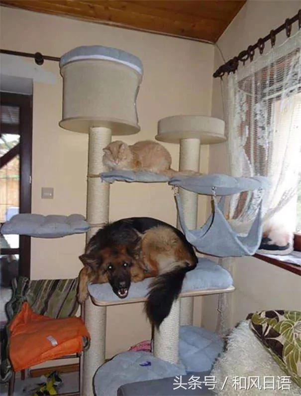跟猫在一起生活久了 这些狗都认为自己是猫了!