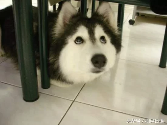 跟猫在一起生活久了 这些狗都认为自己是猫了!