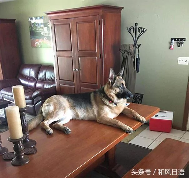 跟猫在一起生活久了 这些狗都认为自己是猫了!