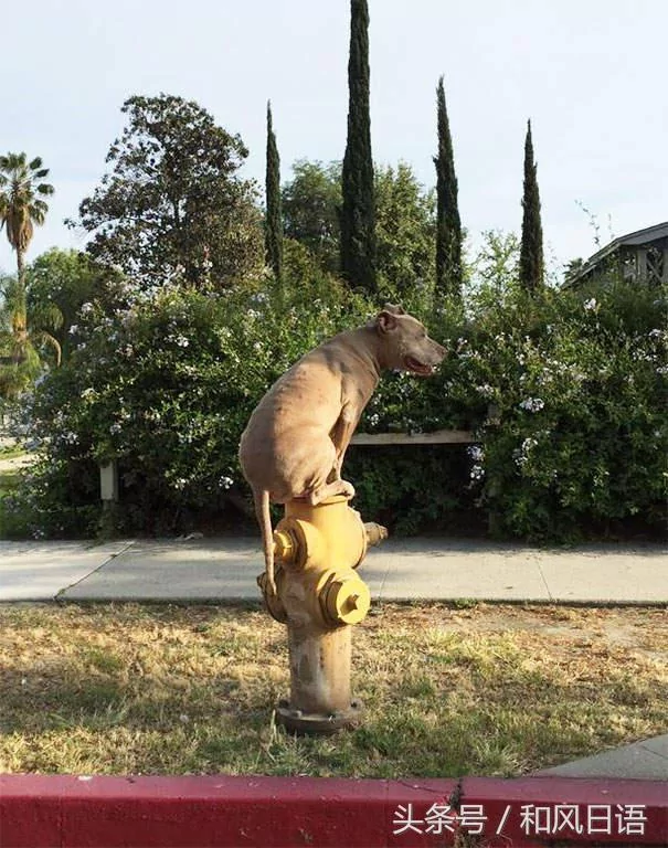 跟猫在一起生活久了 这些狗都认为自己是猫了!