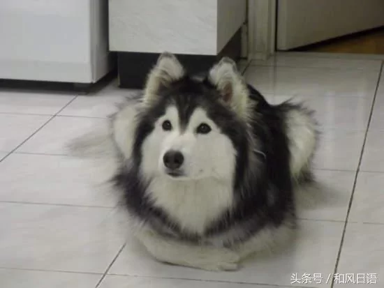 跟猫在一起生活久了 这些狗都认为自己是猫了!