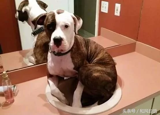 跟猫在一起生活久了 这些狗都认为自己是猫了!