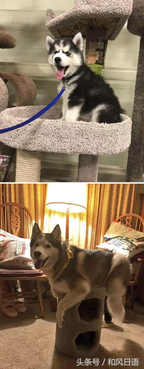 跟猫在一起生活久了 这些狗都认为自己是猫了!