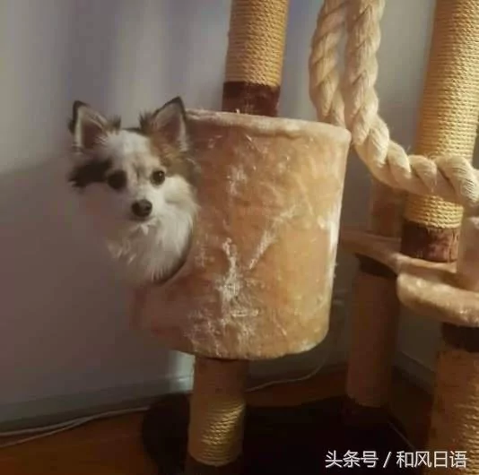 跟猫在一起生活久了 这些狗都认为自己是猫了!