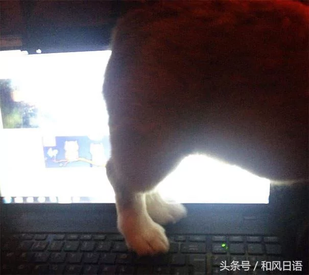 跟猫在一起生活久了 这些狗都认为自己是猫了!