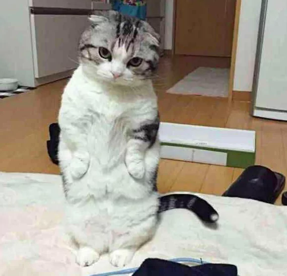 猫咪卖萌撒娇 主人还是不给零食 小家伙立马变脸!