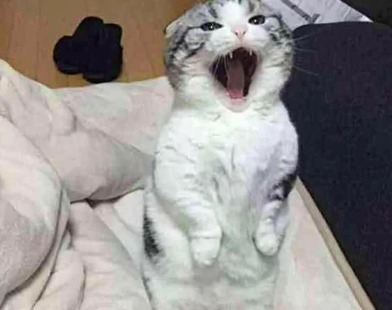 猫咪卖萌撒娇 主人还是不给零食 小家伙立马变脸!