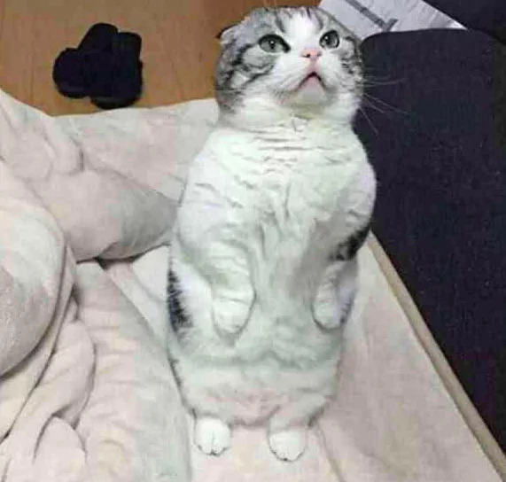 猫咪卖萌撒娇 主人还是不给零食 小家伙立马变脸!