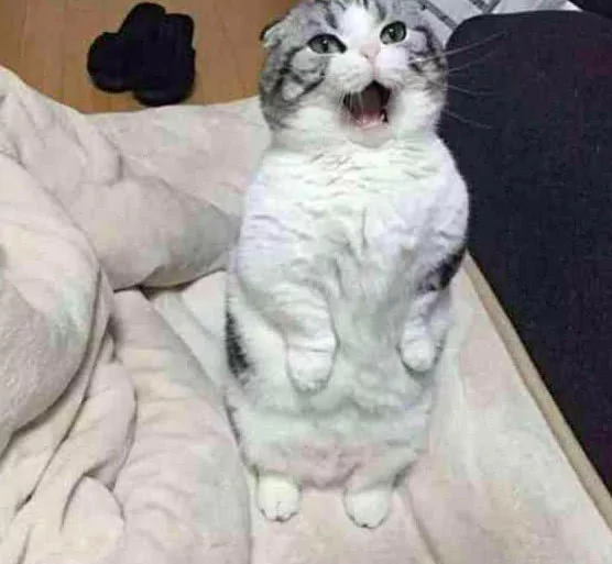 猫咪卖萌撒娇 主人还是不给零食 小家伙立马变脸!