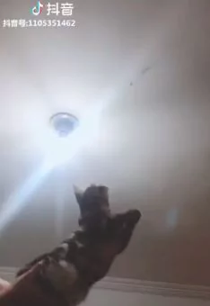 苍蝇飞不停超烦 举起主子”一秒成功捕获“ 网友惊呼:这款捕蚊灯超赞!
