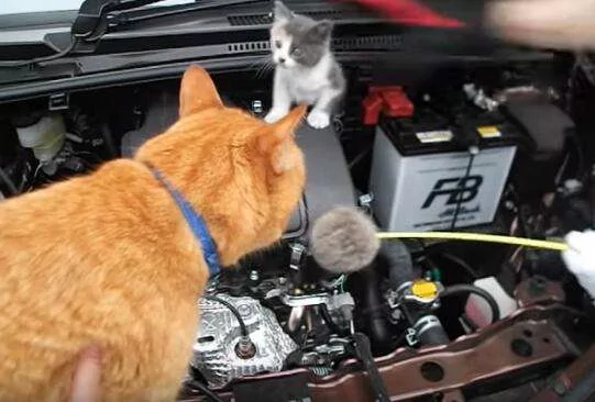 小猫咪躲擎盖室不出来 邻居派大橘猫”温情喊话“ 成功救援!
