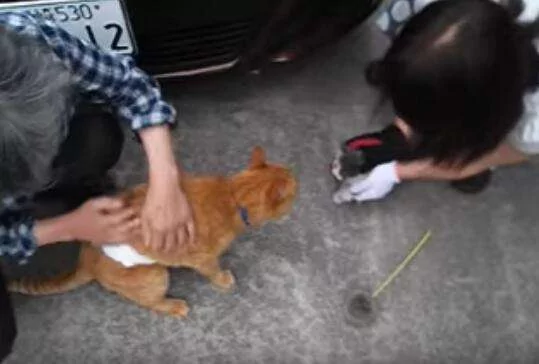 小猫咪躲擎盖室不出来 邻居派大橘猫”温情喊话“ 成功救援!