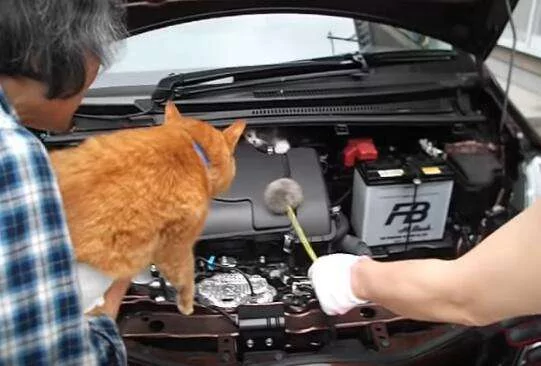小猫咪躲擎盖室不出来 邻居派大橘猫”温情喊话“ 成功救援!