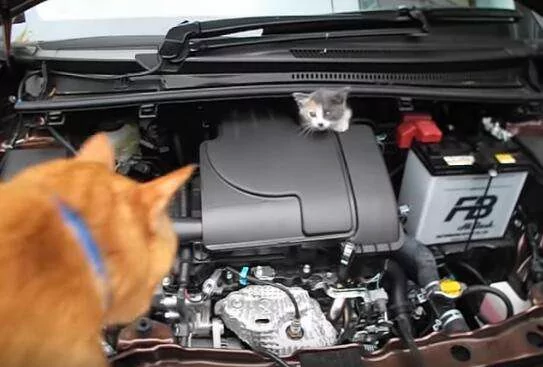 小猫咪躲擎盖室不出来 邻居派大橘猫”温情喊话“ 成功救援!