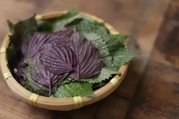 不仅富含亚麻酸被称「植物深海鱼油」 而且铁质含量傲视蔬菜群!