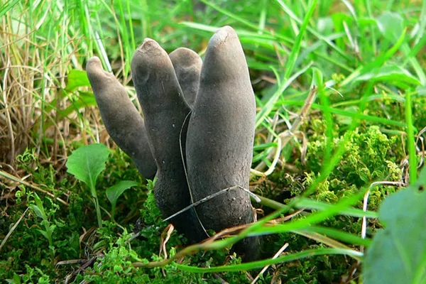 这种长相奇特的植物您见过吗?