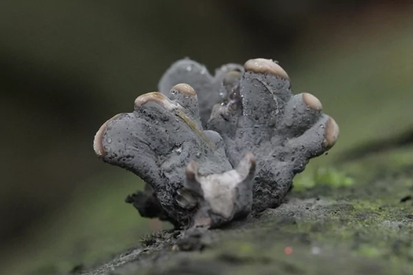这种长相奇特的植物您见过吗?