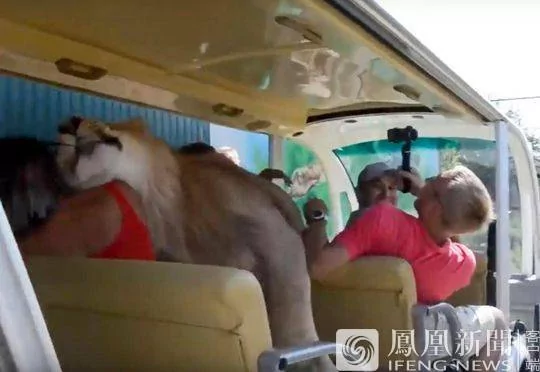 狮子跑进观光车求抱求抚摸 吓尿游客