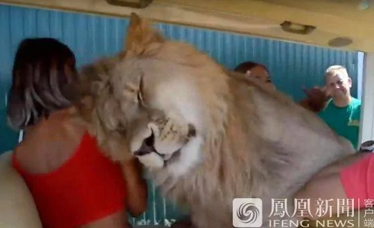 狮子跑进观光车求抱求抚摸 吓尿游客