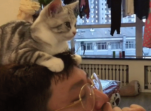 猫咪偏要“趴主人头上”看电视 网友笑:脖子会扭到啦!