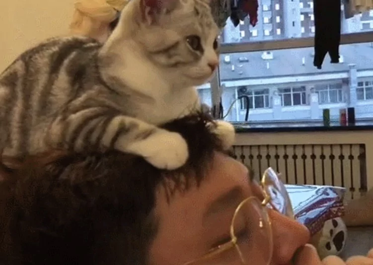 猫咪偏要“趴主人头上”看电视 网友笑:脖子会扭到啦!